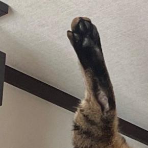 ふと『キャットウォーク』を見たら、ネコが…事件現場のような『衝撃的な光景』に10万いいね「ちょｗｗ最高」「猫神家の一族ｗ」と爆笑の声