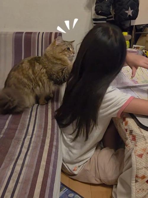 子どもと目が合う猫
