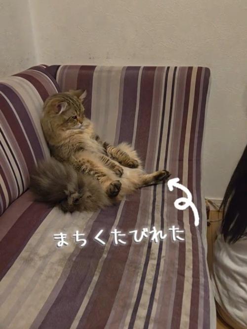 ソファに寄りかかって座る猫