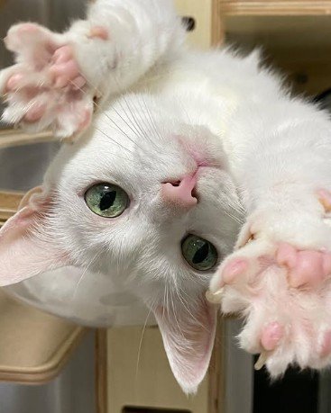 手を開く猫