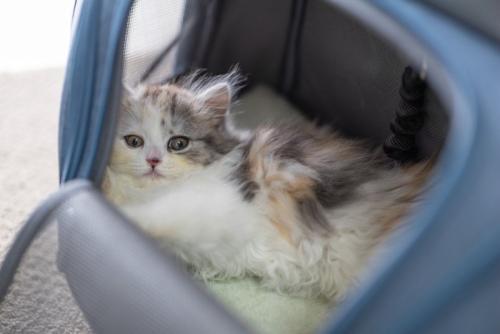 キャリーバッグの中でくつろぐ子猫