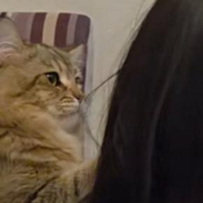 宿題中の女の子にかまってほしい猫→肩をトントンと叩いて…たまらなく可愛い『健気な様子』が40万再生「いい関係だね」「全部が愛おしい」