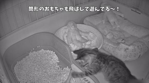 「筒形のおもちゃも...」のテロップ写真