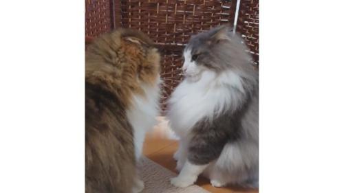 喧嘩している猫