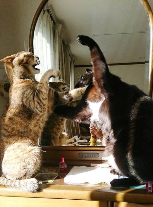 ケンカをしている猫