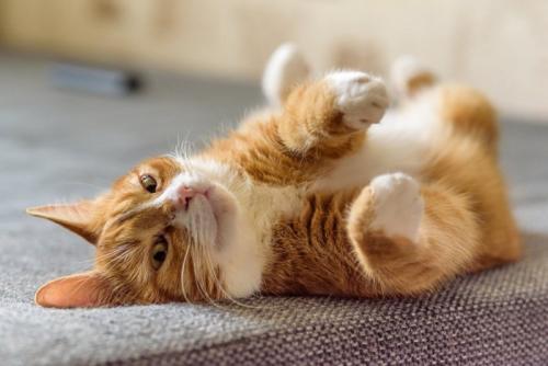 見ているけど来ない猫