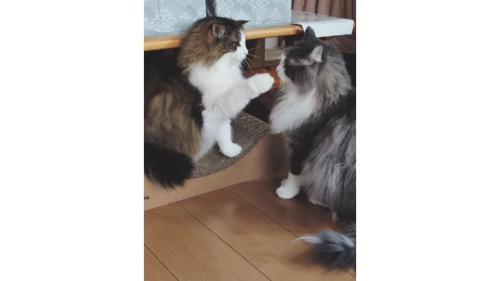 喧嘩している猫