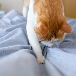 猫がつい『ホリホリしたくなる場所』3選　掘りたがる理由や隠された心理も解説