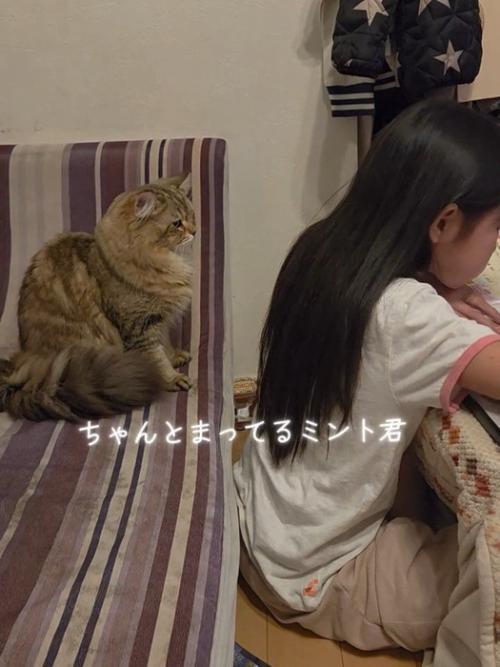 お座りしている猫