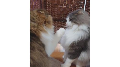 喧嘩している猫