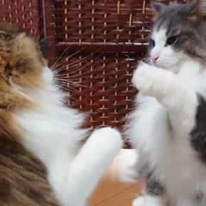 ふわふわ兄弟猫の『喧嘩の様子』を見ると…『可愛すぎるやり取り』に笑う人が続出「何回見てもかわいいｗ」「スロー再生みたいｗ」