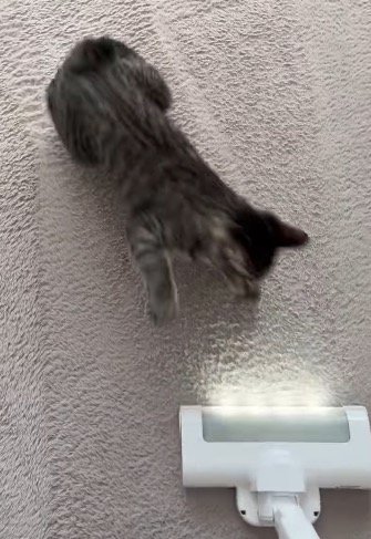 掃除機に近づく猫