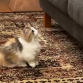 『ソファを眺めていた子猫』→周囲を見回した直後に……可愛すぎて笑ってしまう『挑戦の様子』が10万再生「なんて平和なんだｗ」「頑張れｗ」