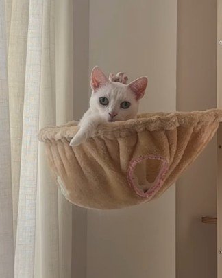 しっぽをゆらゆら揺らす猫