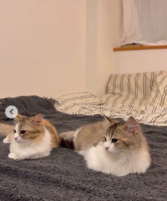 並んで横になっている2匹の猫