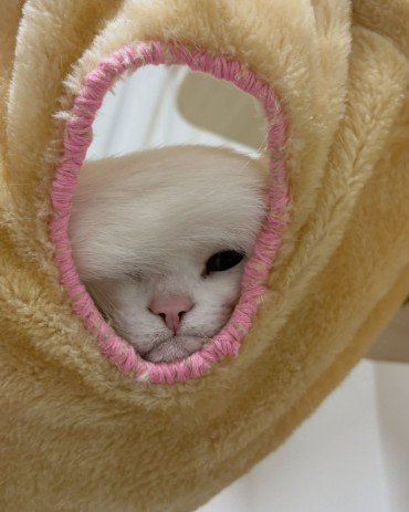 しっぽで半分顔を隠す猫