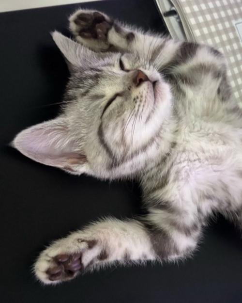 両手をあげて寝る猫