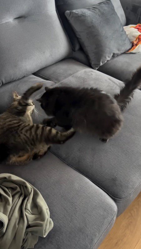 ソファの上で寝転ぶキジトラ猫と黒猫
