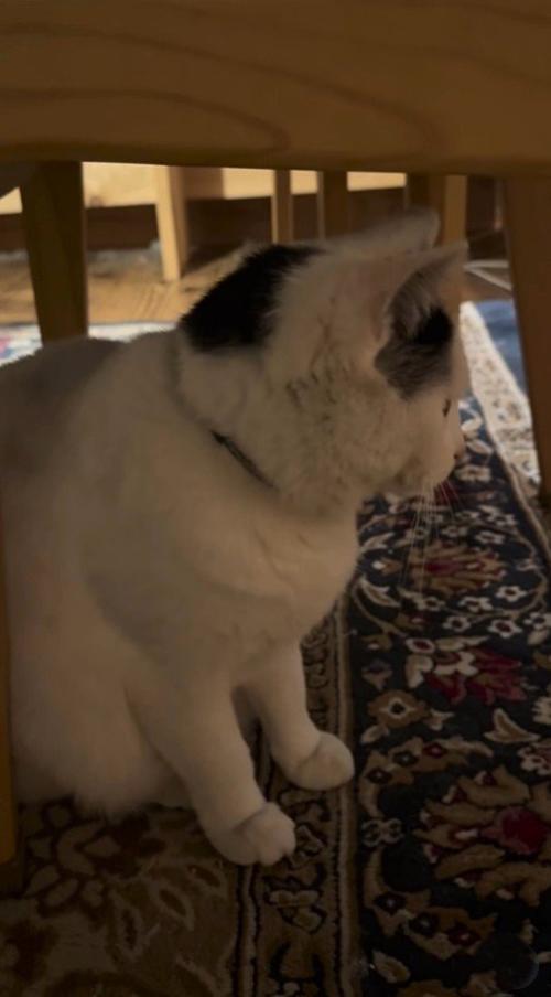 猫を見つめるパパさん
