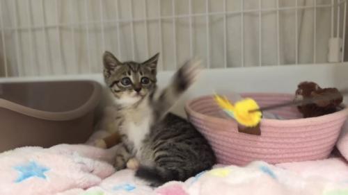 猫パンチをする子猫の写真