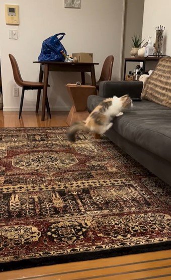 ソファに飛び乗っている猫