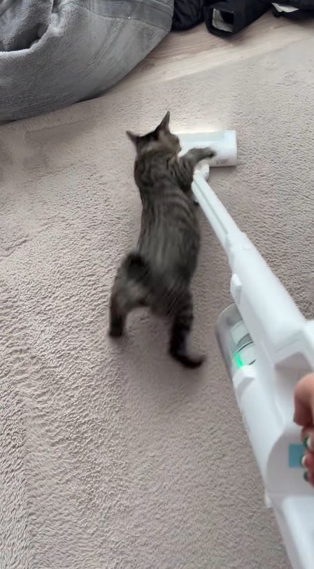 掃除機に飛びかかる猫