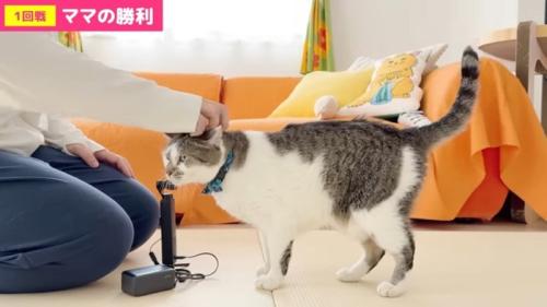 ささみくんをなでなで