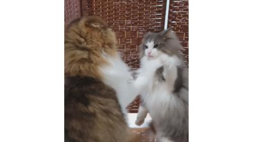 喧嘩している猫