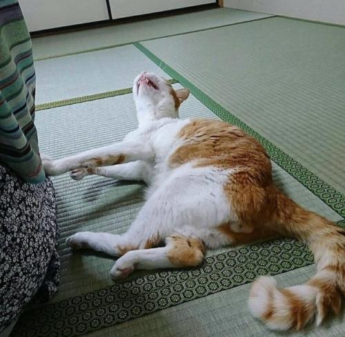 横になっている猫