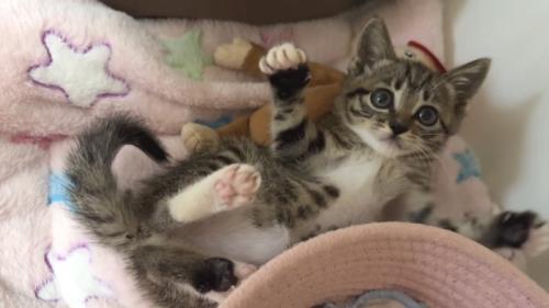 寝転がる子猫の写真
