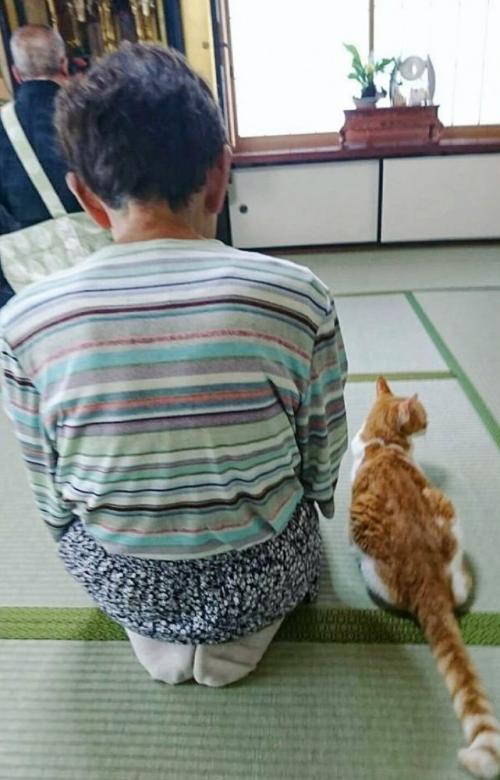 法事に参加する猫と女性