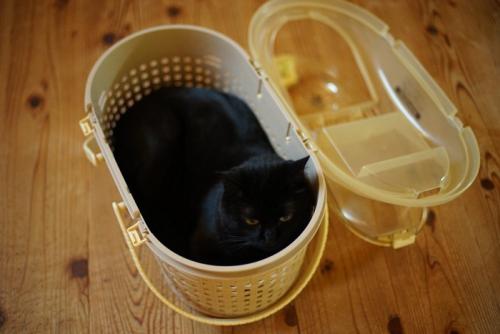 キャリーバッグで落ち着く黒猫