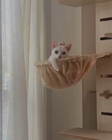 王冠のようなものをかぶっている猫
