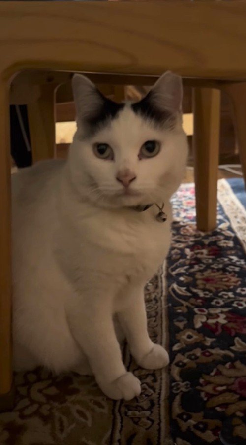待っている時の猫の表情