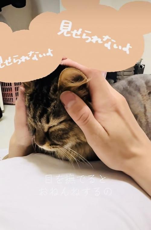 飼い主さんに目のマッサージをされるキジトラ猫