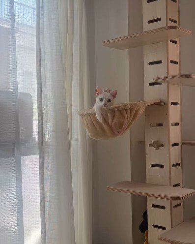 キャットタワーと猫