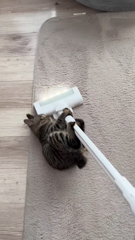 掃除機にしがみついて移動する猫