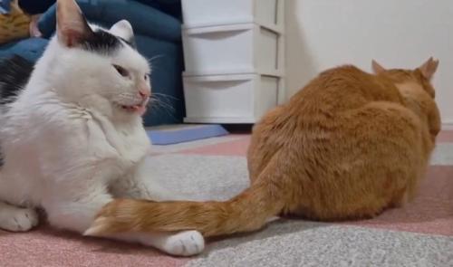 口をくちゃくちゃする猫