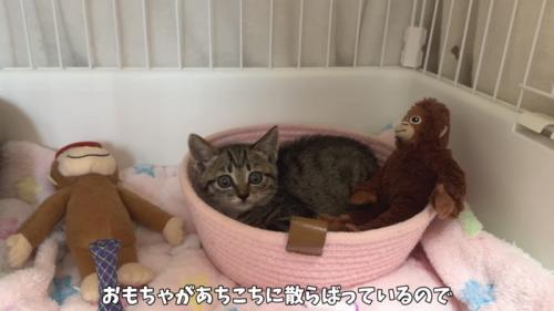「おもちゃがあちこち...」のテロップ写真