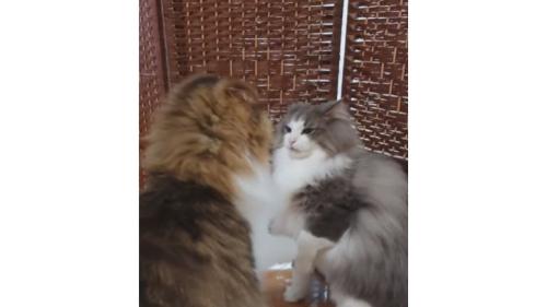 喧嘩している猫