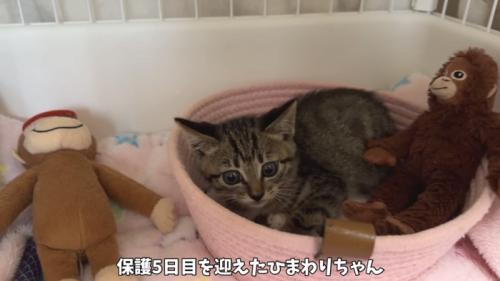 「保護5日目を迎えた...」のテロップ写真