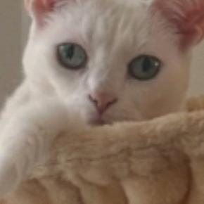 ハンモックでくつろぐ猫→頭に『王冠のようなもの』がついていると思ったら…『まさかの光景』に「３度見した」「何回みてもわからんｗ」の声
