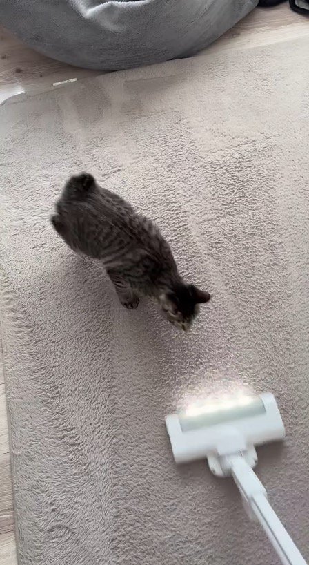 カーペットに掃除機をかける飼い主
