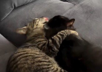 黒猫の頭を毛繕いするキジトラ猫