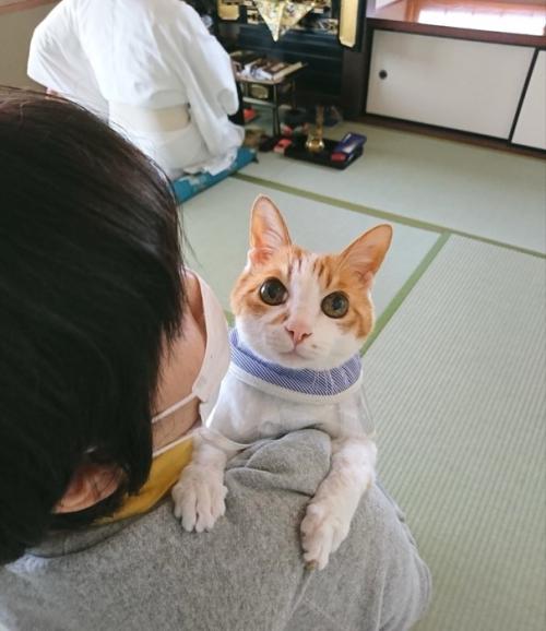 抱っこされている猫
