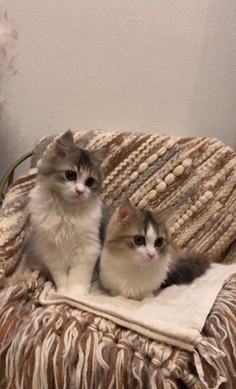 椅子の上に並んで座っている2匹の猫
