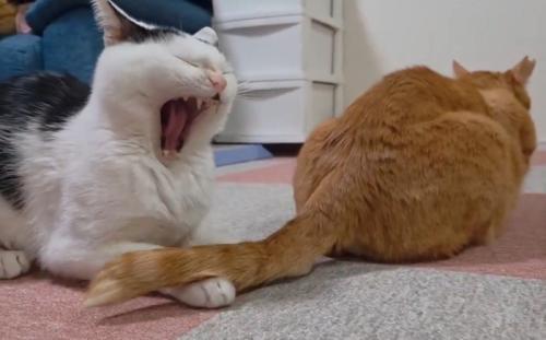 あくびする猫