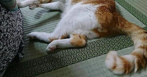 横になっている猫