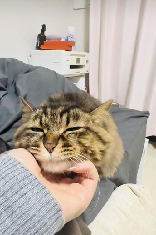 飼い主さんに顎を撫でられるキジトラ猫