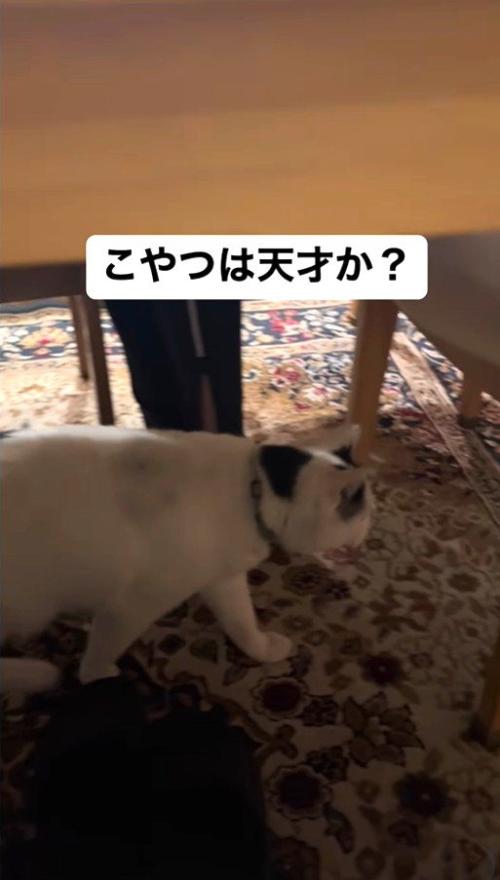 椅子に座りながら猫に声をかけるパパさん